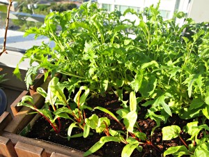 My Kitchen Love - spicy greens and dressing